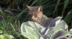 Cat deterrent plants