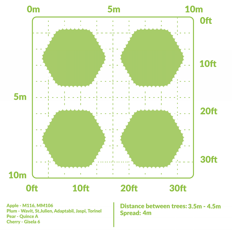 Fruit Tree Spacing Guide - The Primrose Garden Club | Expert Tips ...