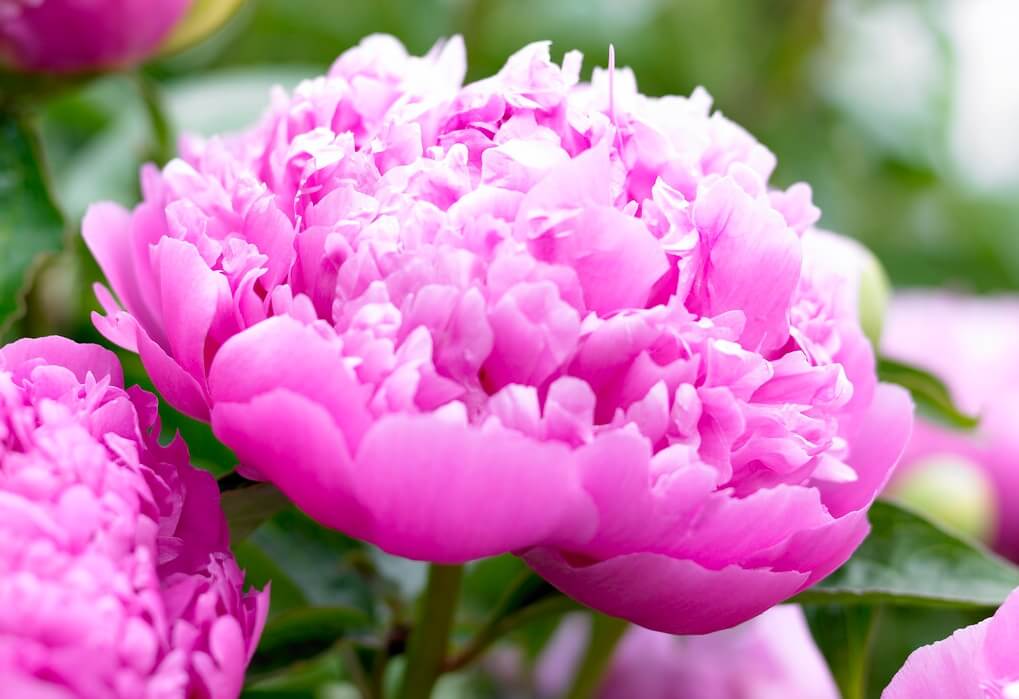 How to Care for Peonies - Gardening Tips, Advice and Inspiration