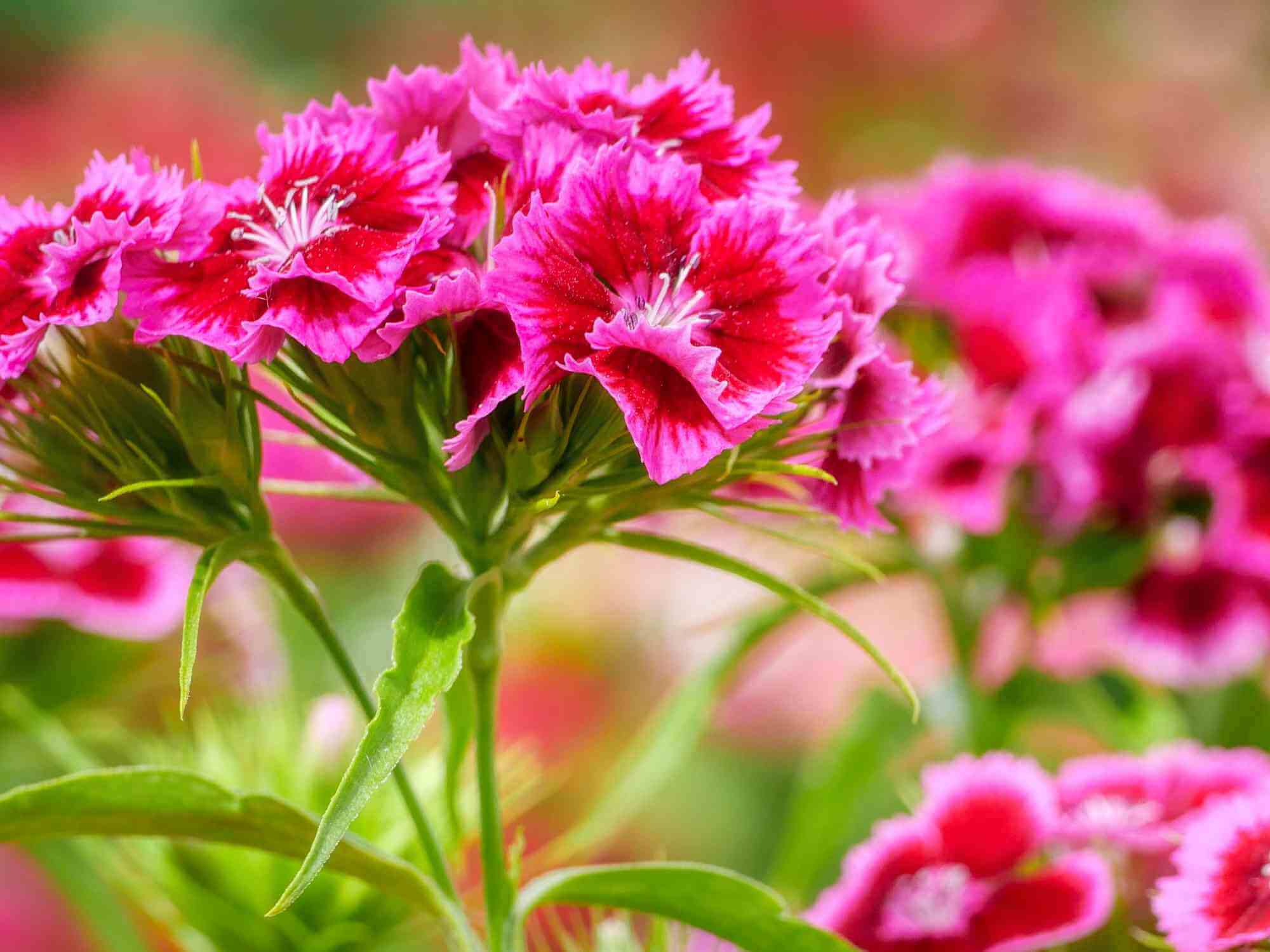 When do Sweet Williams Flower? Primrose Garden Club Expert Tips