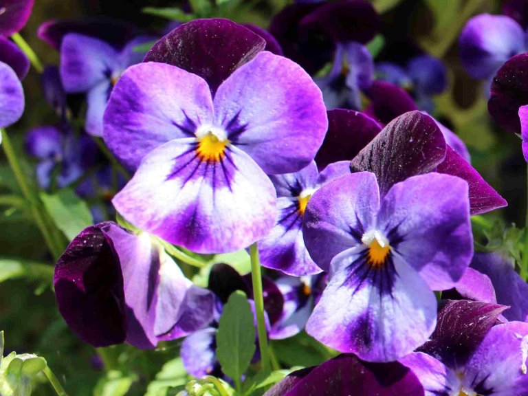 10 Best Container Plants for Winter - Primrose Garden Club | Expert ...