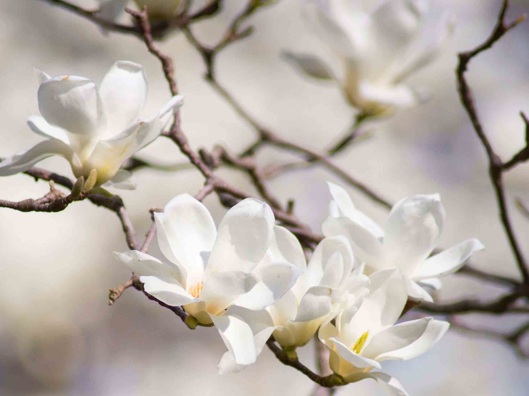 A Complete Guide To Magnolia Trees Primrose   Magnolia 2 1 