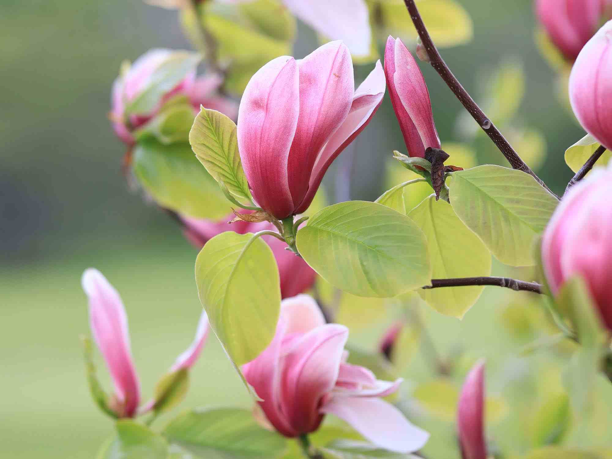 A Complete Guide to Magnolia Trees Primrose