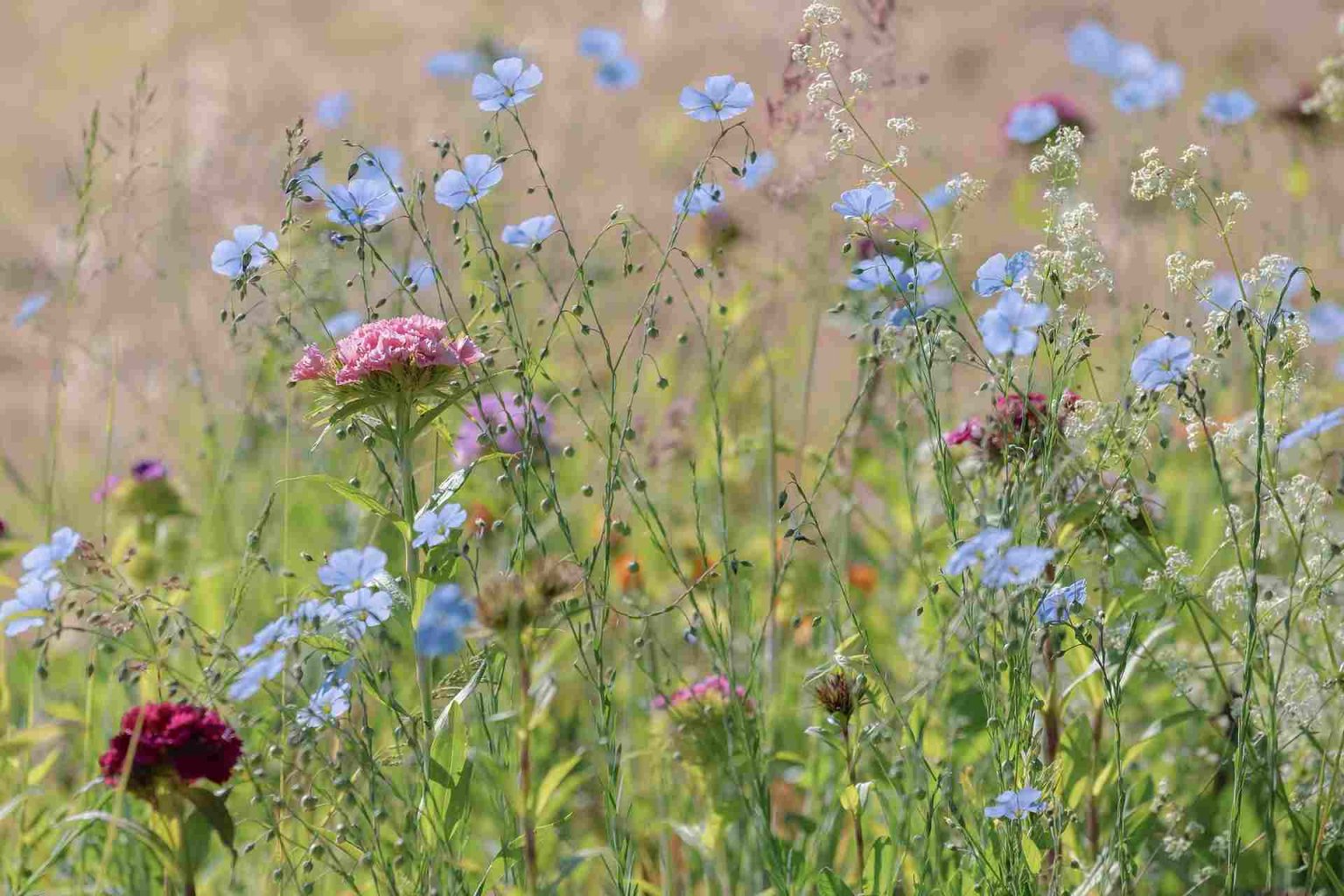 How To Sow Wildflower Seeds Primrose Uk