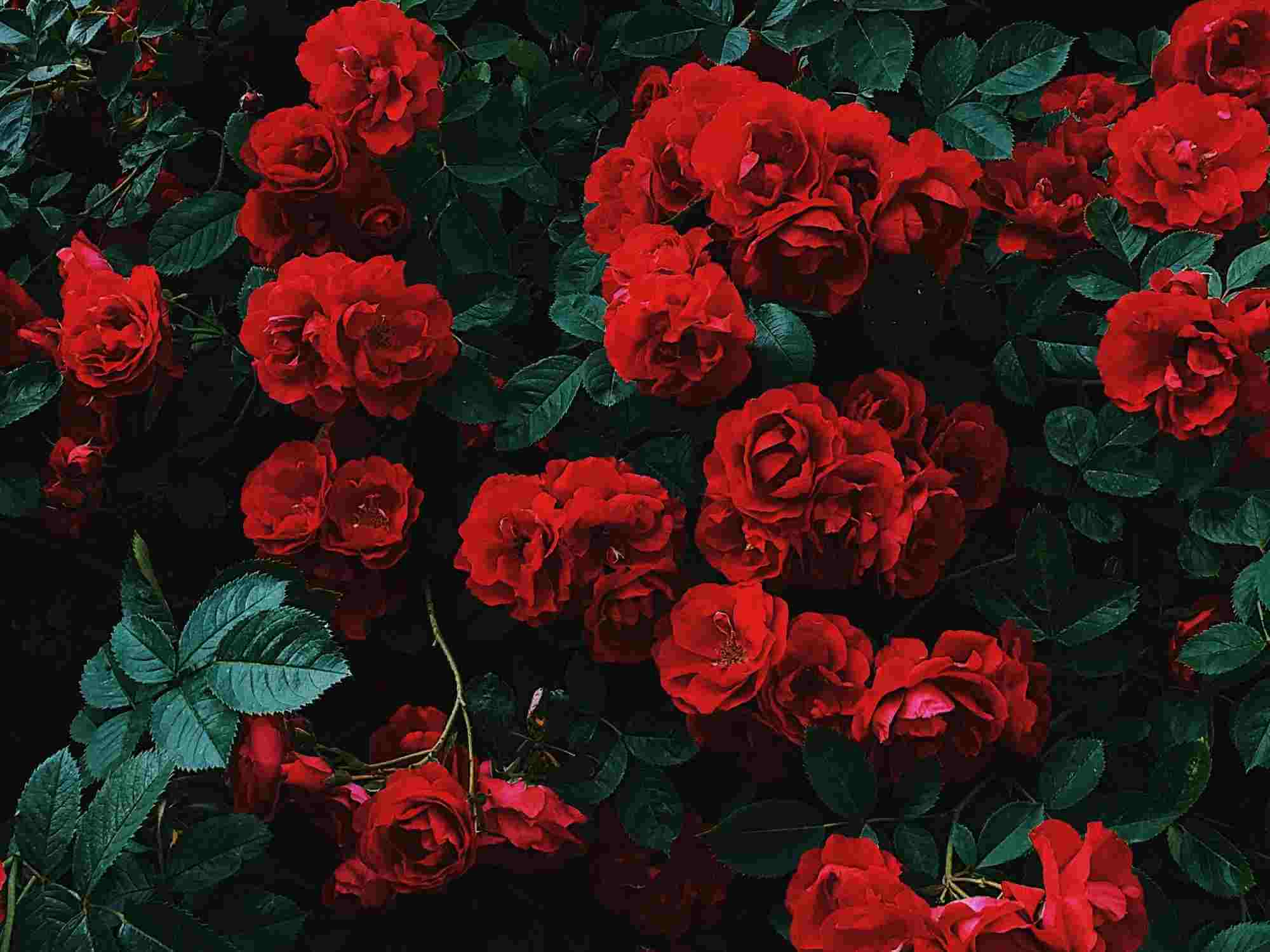 How to Prune Roses - Gardening Tips, Advice and Inspiration